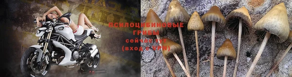 прущие грибы Алексин